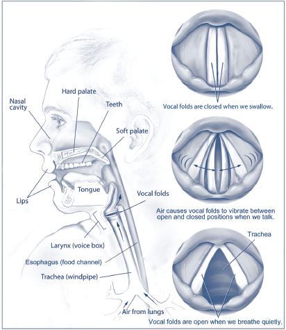 Diagram of the human vocal chords. 