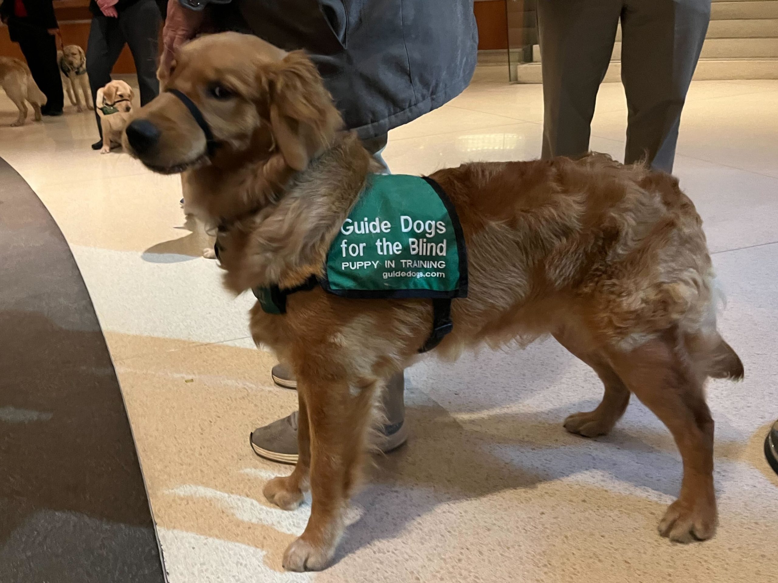 Brown-furred guide dog in training, wearing a green bandana saying, “Guide Dogs for the Blind,” stands on the lobby floor.